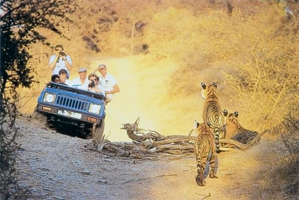 India Cultural and Wildlife Safari Experience