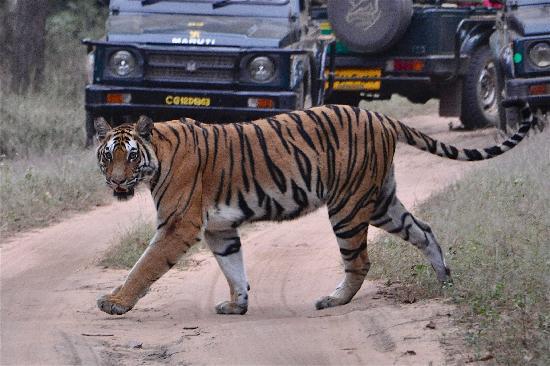 Bandhavgarh Jungle Lodge