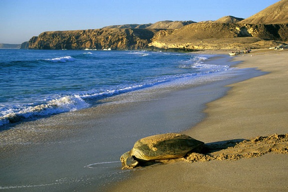 Oman - Desert & Coastal Safari